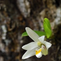 Porpax braccata (Lindl.) Schuit., Y.P.Ng & H.A.Pedersen